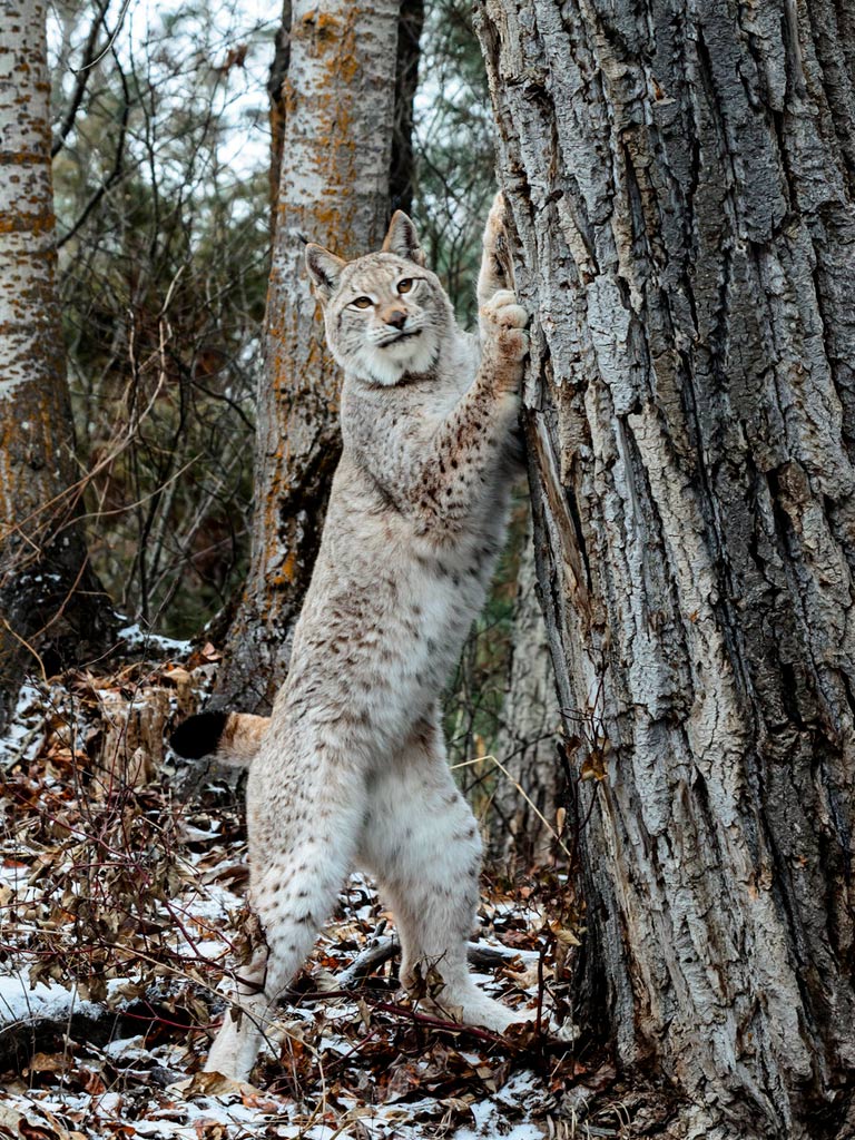 Рысь самец.